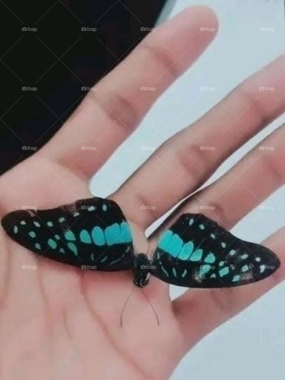 most beautiful and attractive butterfly.