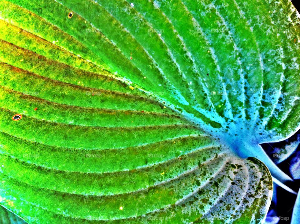 Striped green leaf of funkia plant.