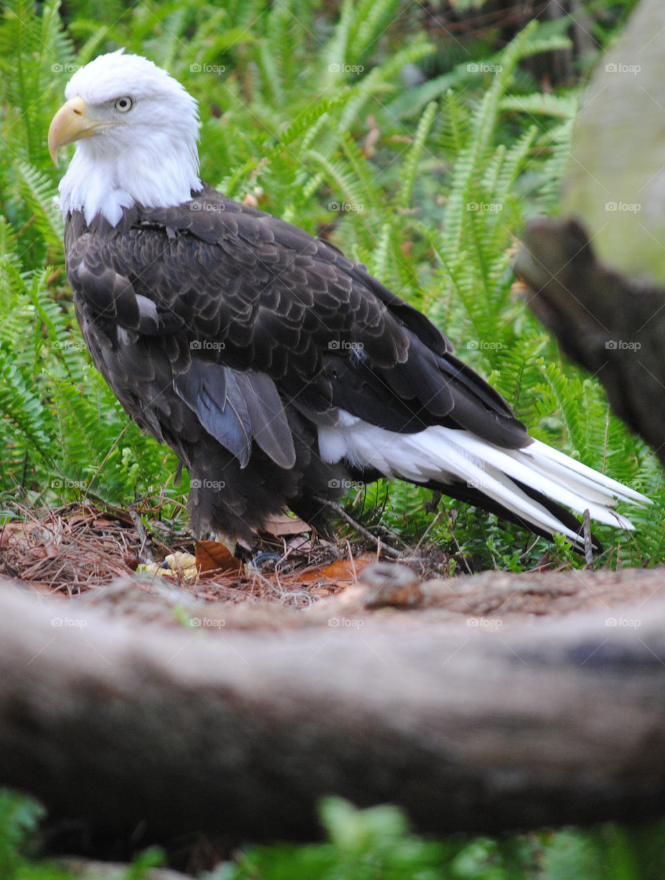 Lowery Park eagle
