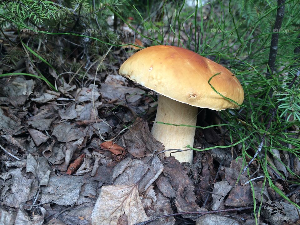 Fungus, Mushroom, Fall, Boletus, Nature