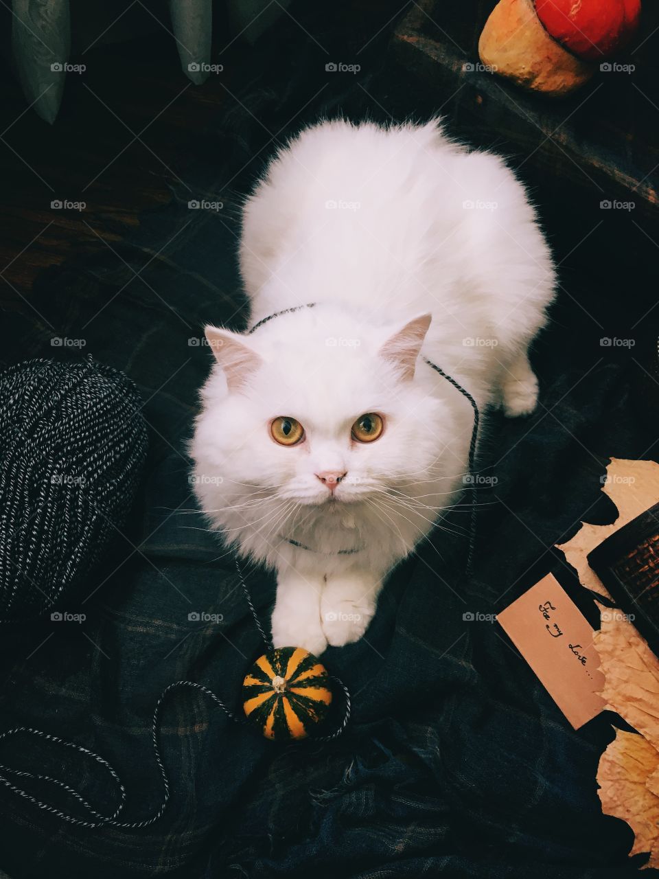 High angle view of white cat looking at camera
