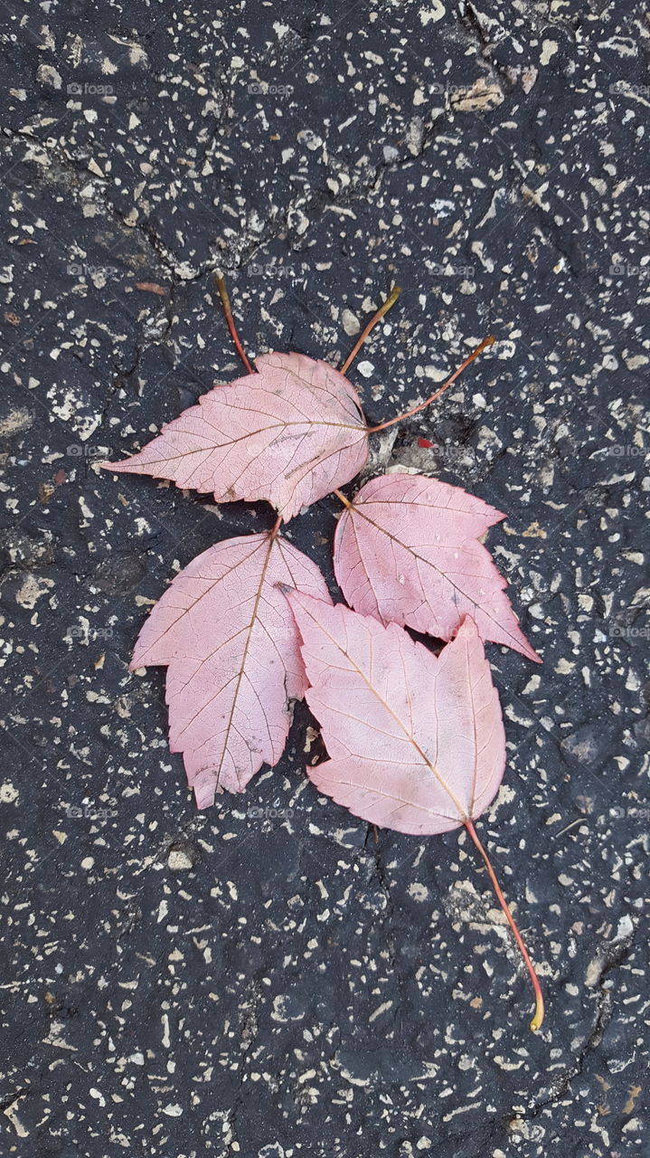 Leaves of four