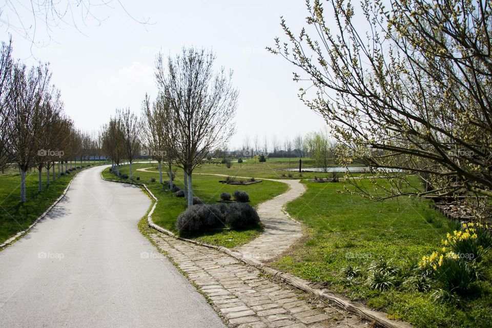 nature landscape in countryside