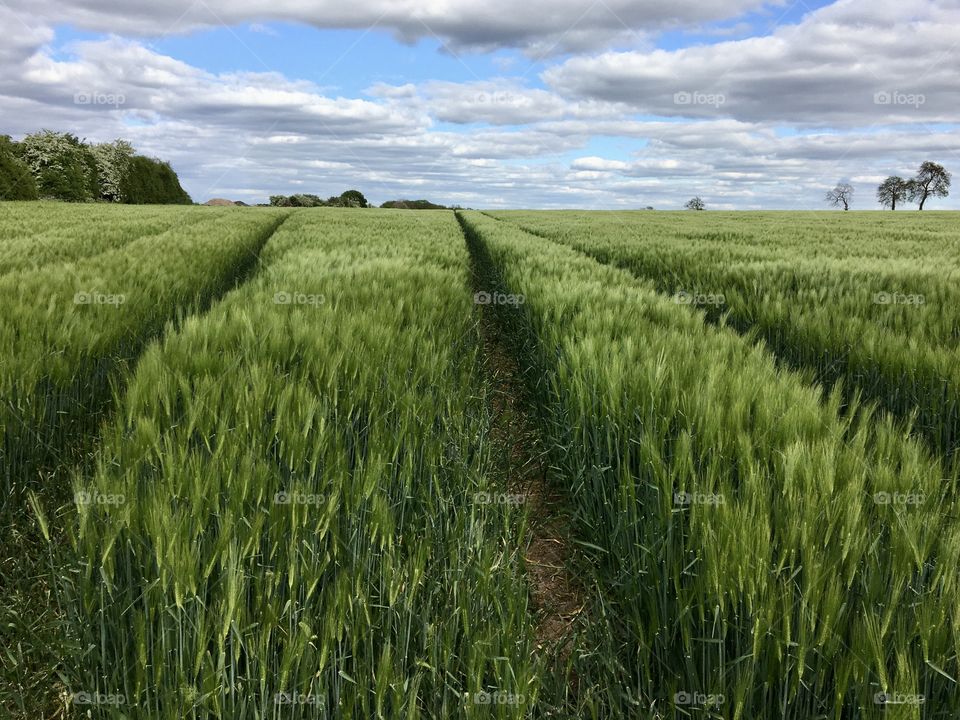 Friday’s walk from High Conniscliffe to Walworth ... fields very green with May wheat looking very  green from the glorious sunshine we have had of late 💚