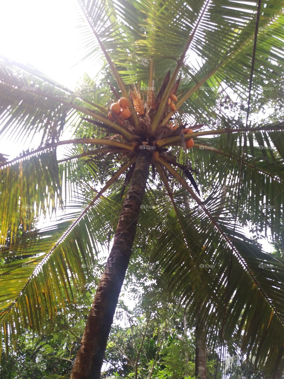 king coconut