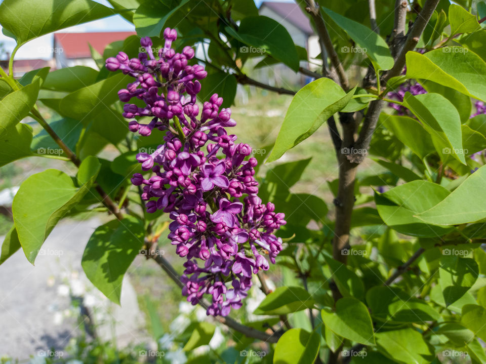 Blooming lilac.