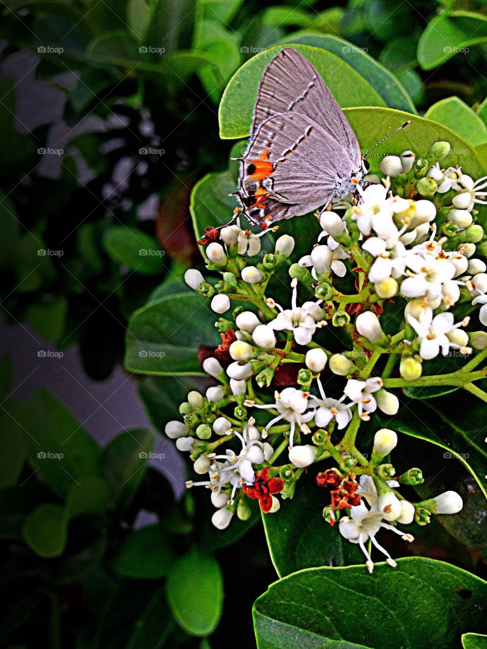 Gray hairstreak butterfly 
