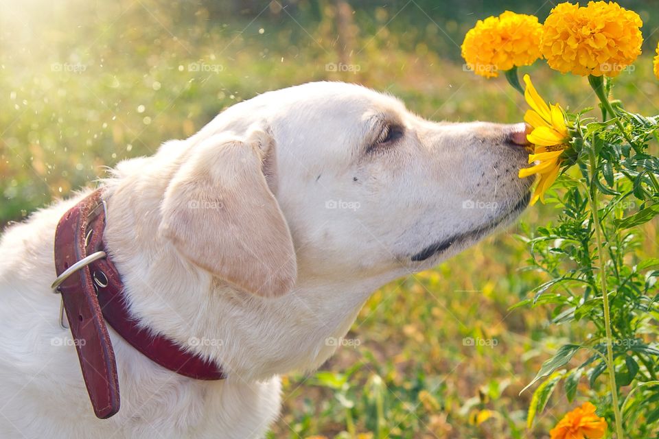 On a Sunny summer day, the Labrador enjoys the scent of flowers.