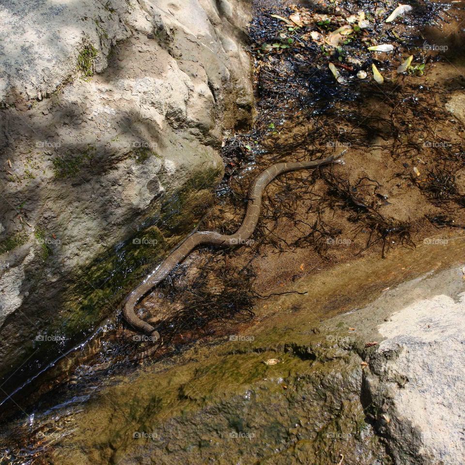 Water Snake up Ohiopyle, PA