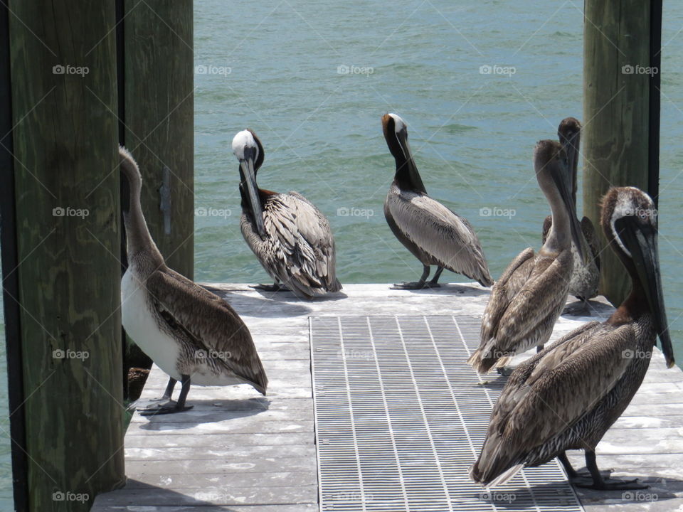 Pelicans on dock