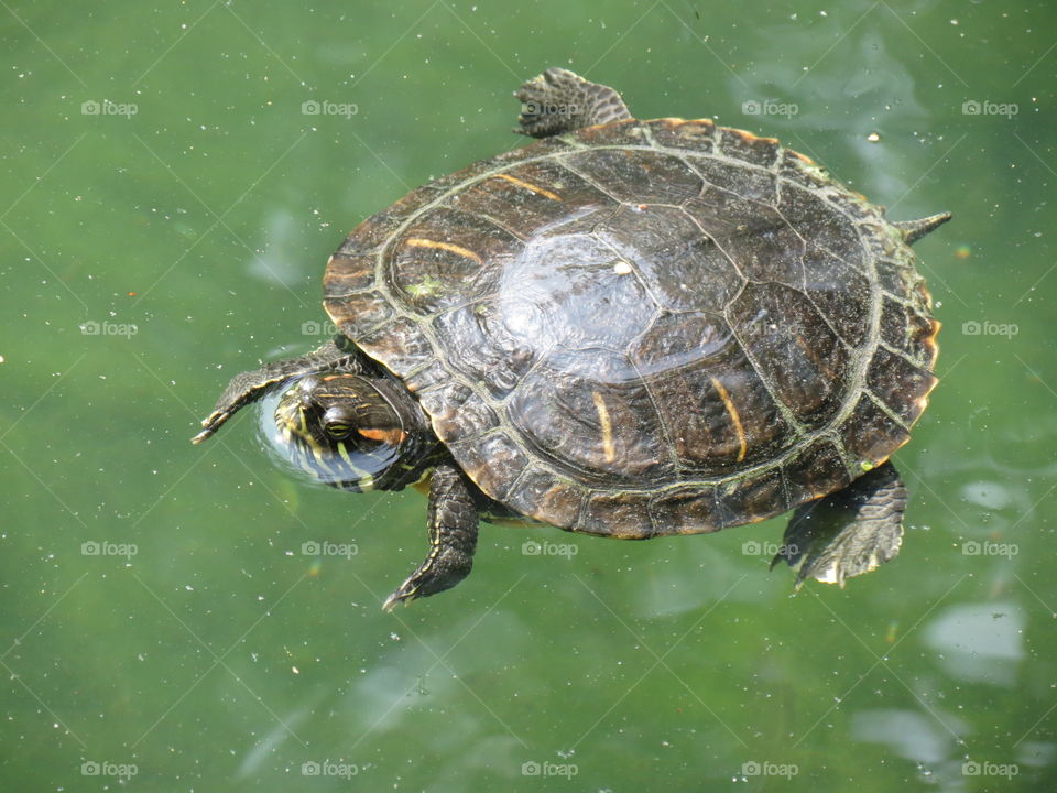 Turtle