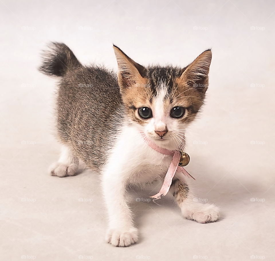 kitten on a white background