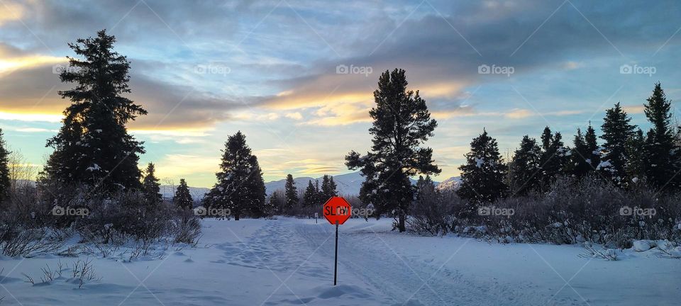 Dog sledding trails in Yukon