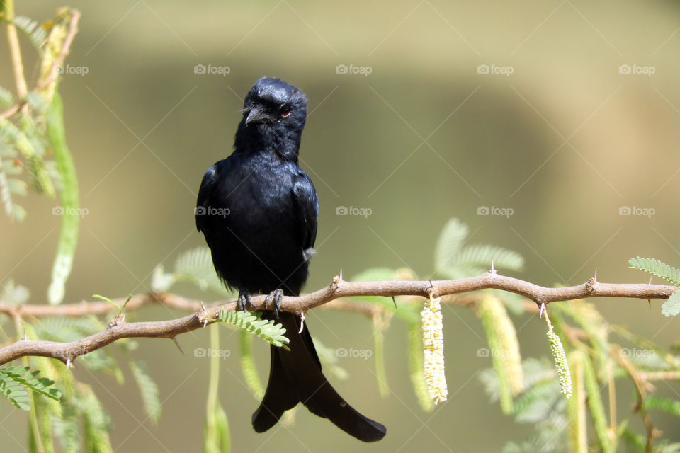 Black Drongo #Vadodara #Incredible India