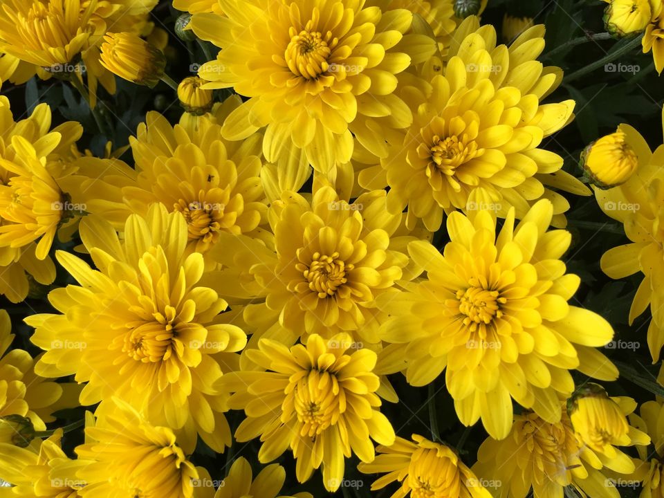 Yellow mums