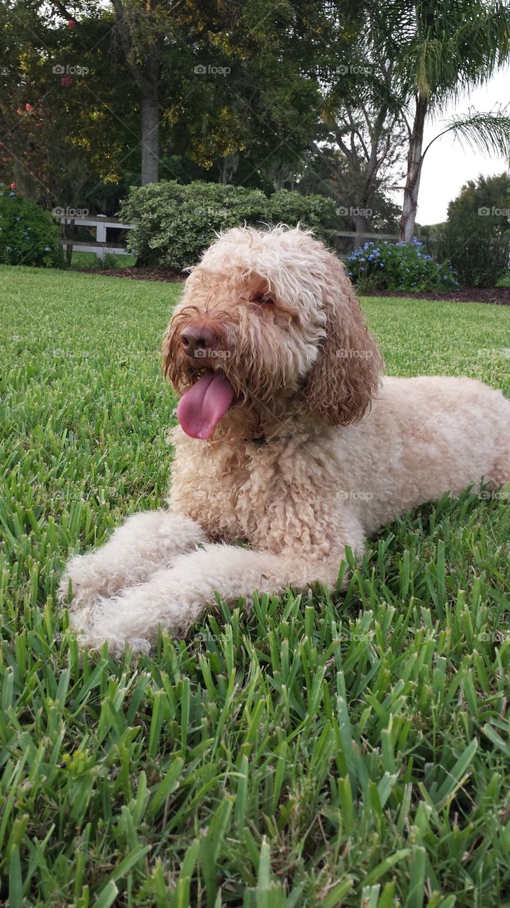 Play time. Lilly is worn out after playing fetch