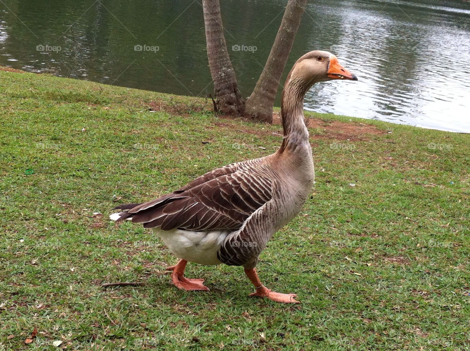 park animal duck parque by riksen