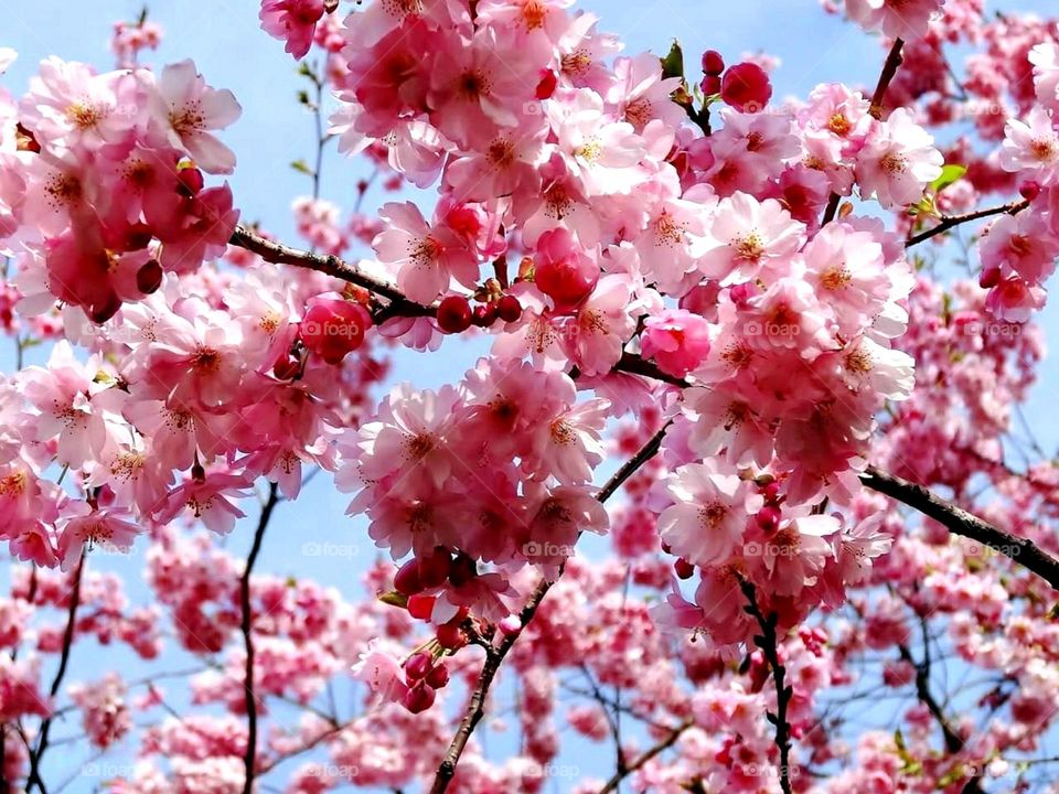 Cherry tree