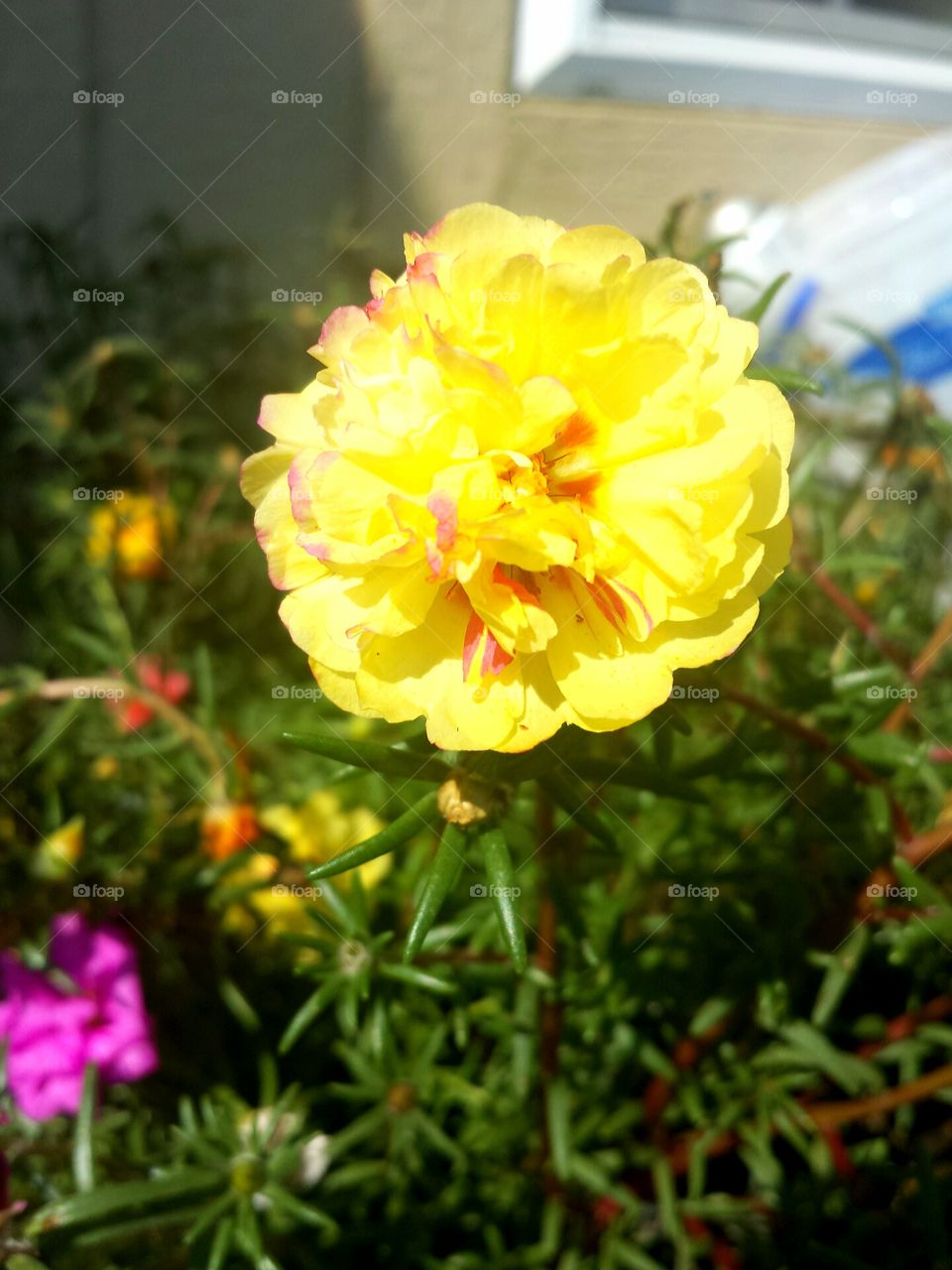 yellow moss rose