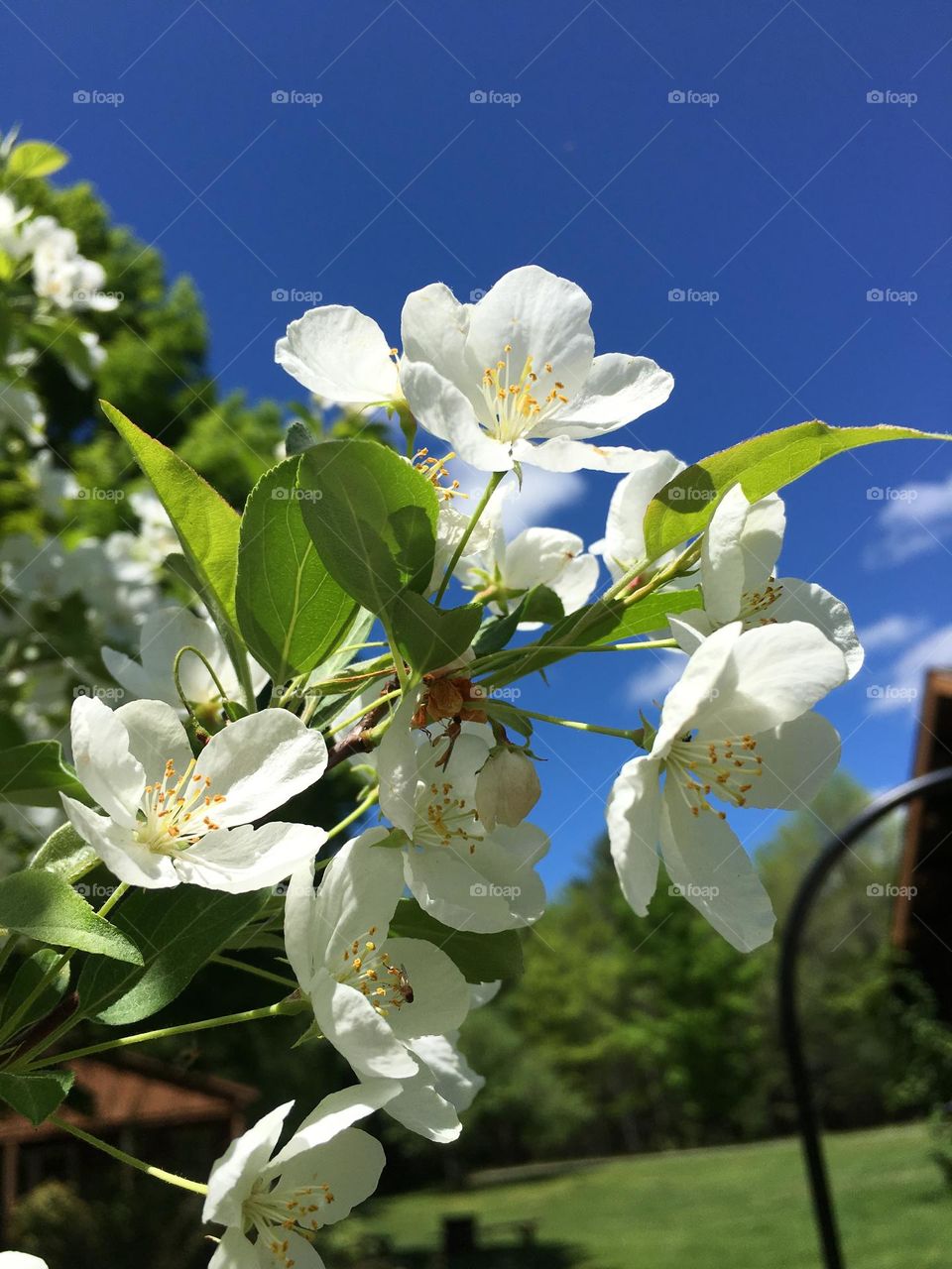 Japanese cherry blossoms on a sunny day with blue skies.