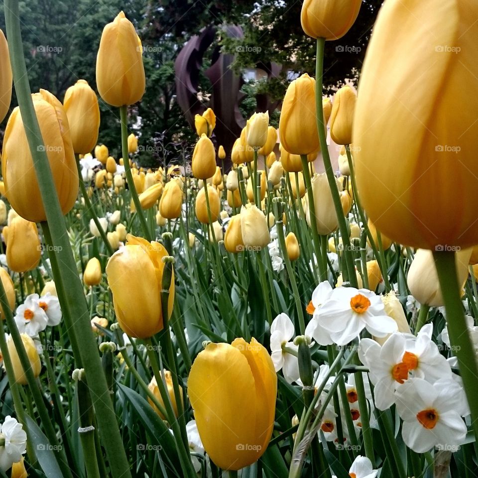 A lot of tulips. A lot of yellow tulips