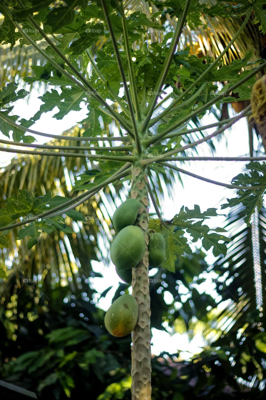 Papaya at the garden