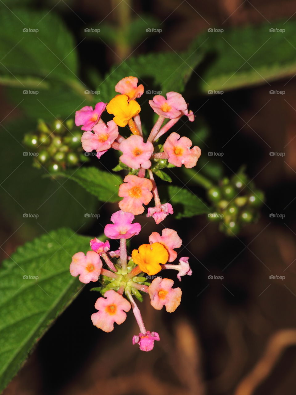 Wild marigold. Habitat captured at the side way of mountain, hill . Identify to the categorybof low land, but readybto meet for height. Colourfull colour of the flowers with brushes typical tree to growbfor metres.