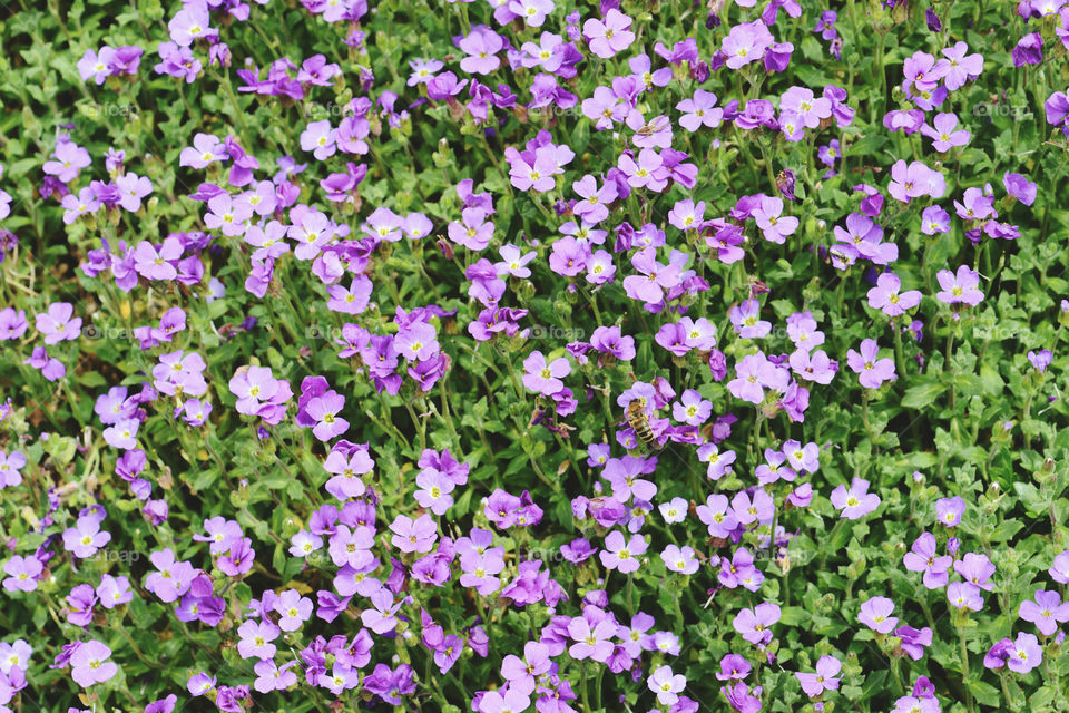 fullframe background of purple rockcress flowers