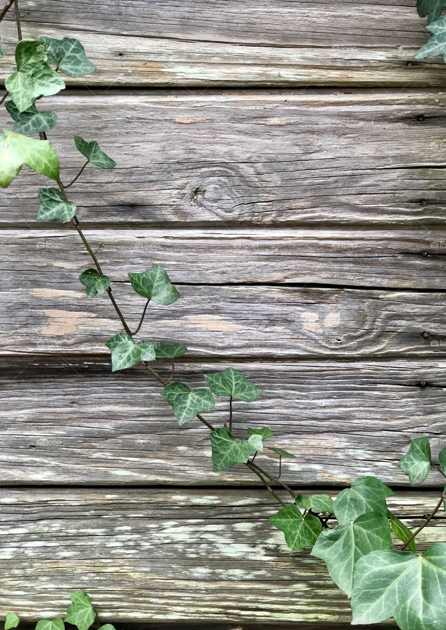 Creeper vine on weathered wooden boards 