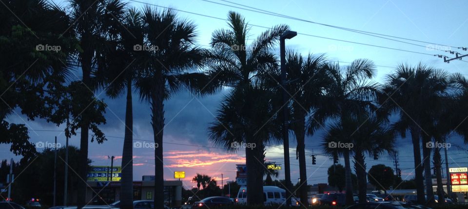 Palm trees at sunrise 