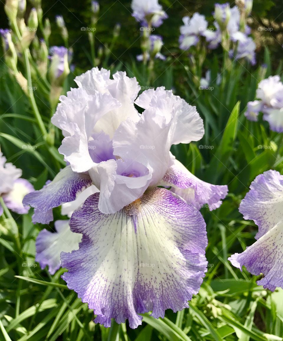 Purple & White Iris