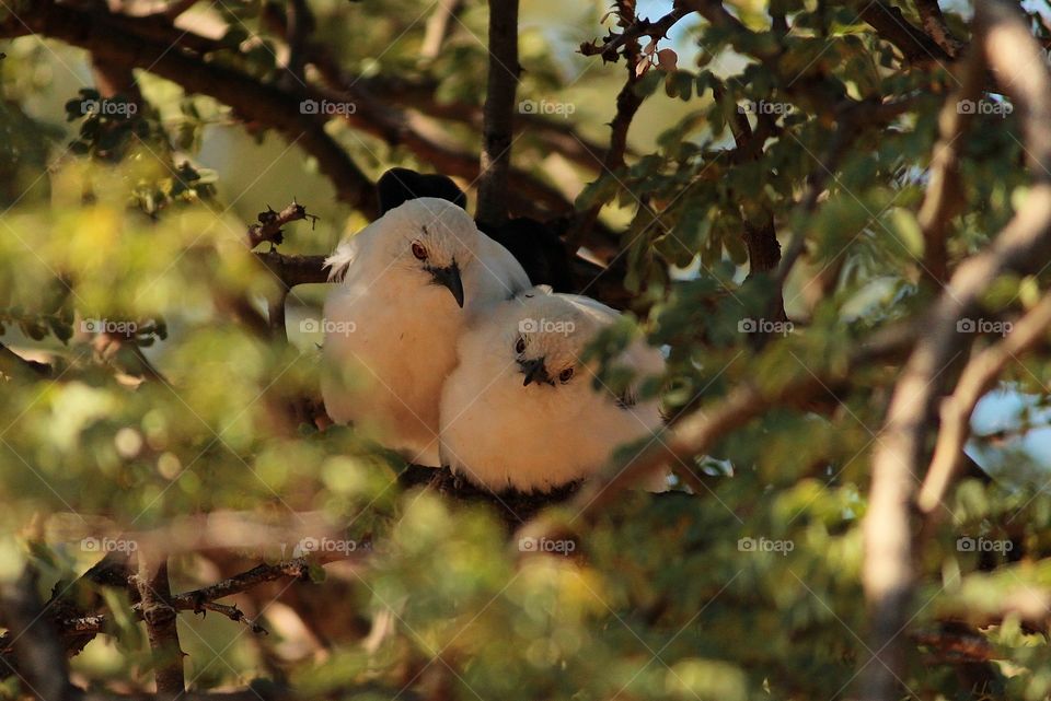 southern pied babbler