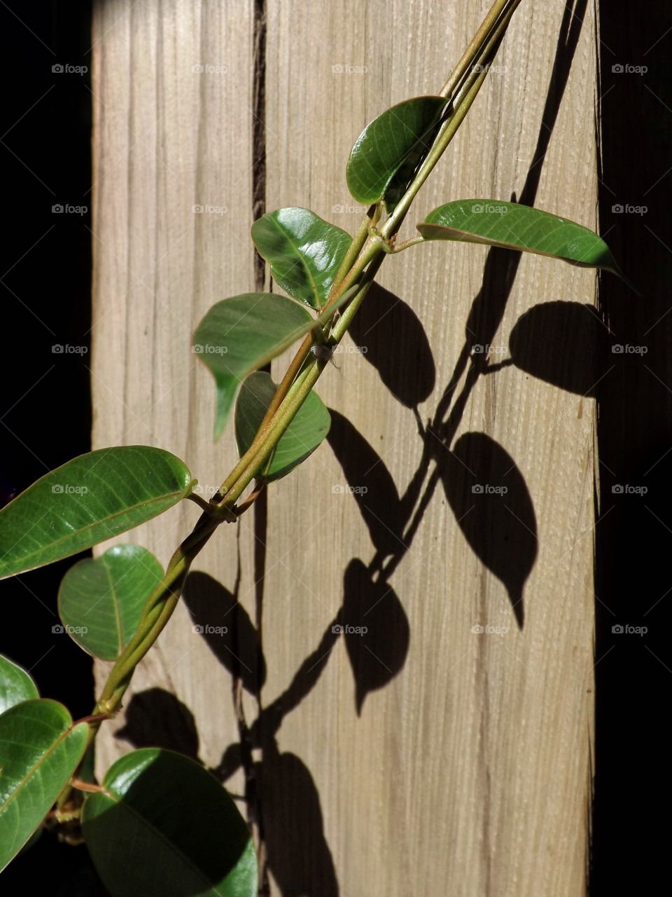 Alamanda vine leaves under full sun and its shadows