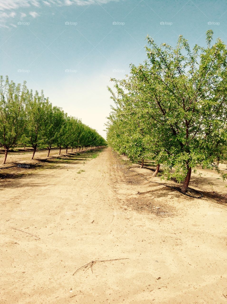 Orchards 
