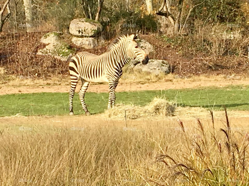 Zebra, Parc de la Tête d’Or, Lyon, France 