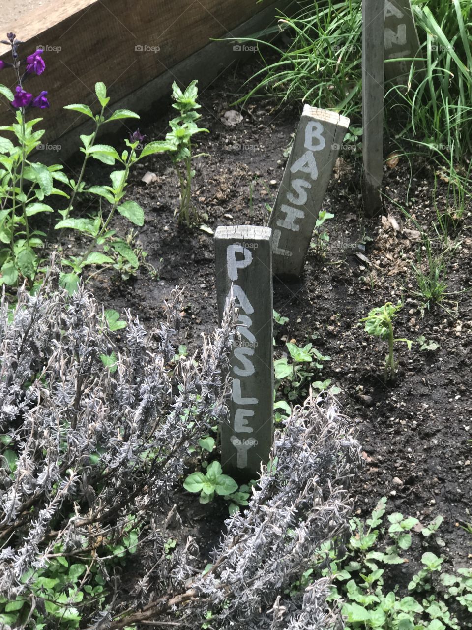 Parsley and basil growing in the garden box outdoors on a sunny and warm nice spring day. 