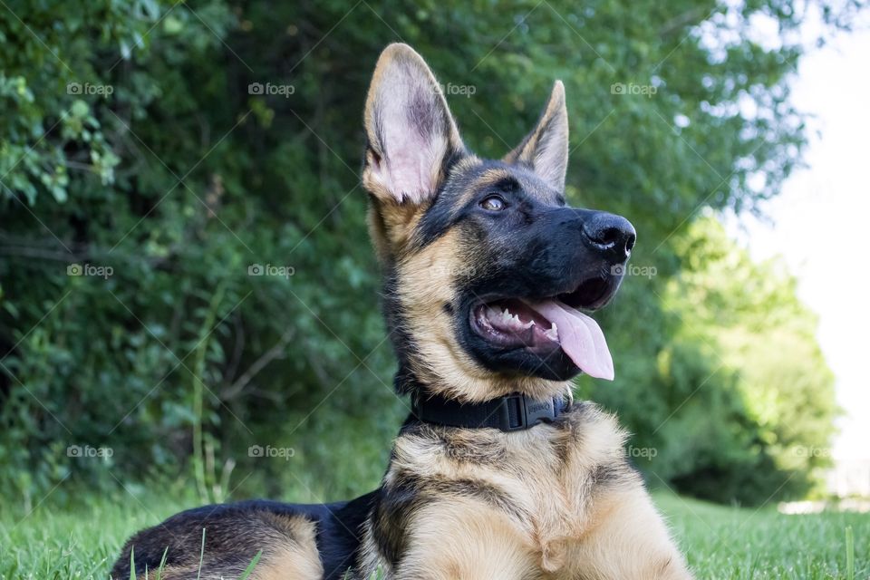 German Shepherd 