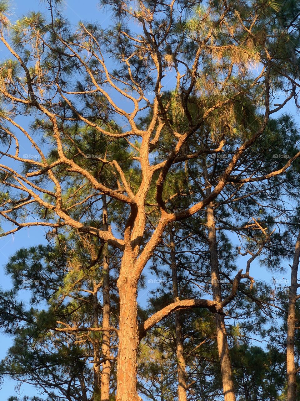 Golden hour sunlight illuminating a stately pine tree.