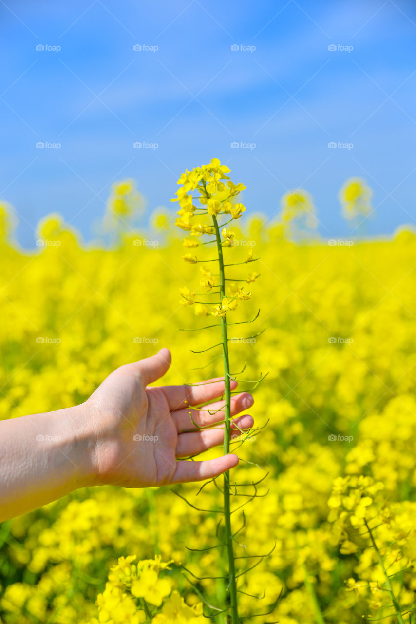 Person holding yellow flower