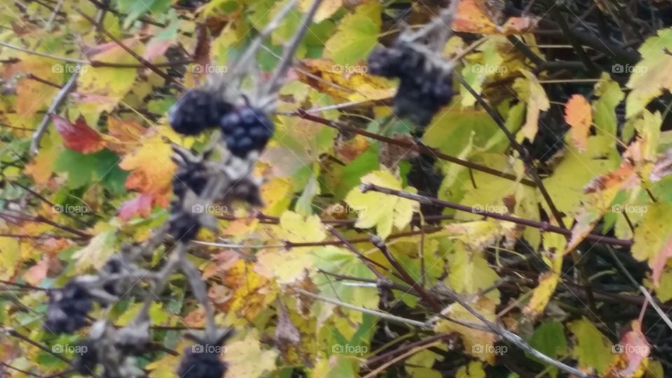 Blackberry Vine