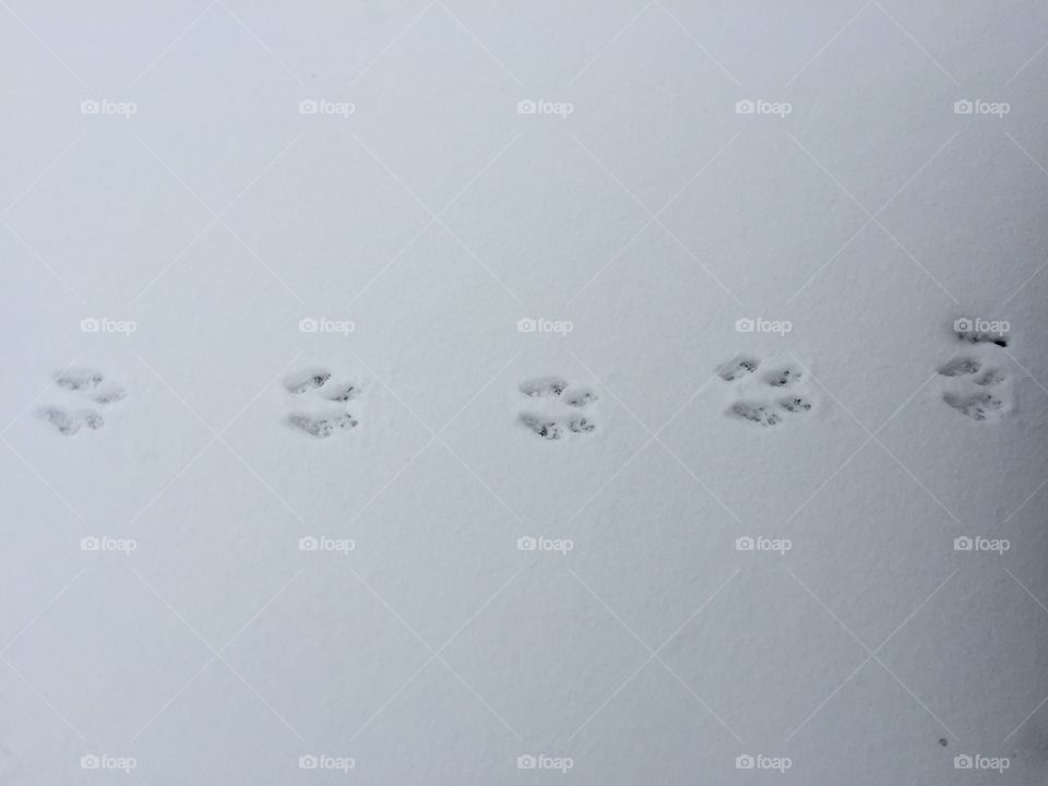 Rabbit tracks in snow