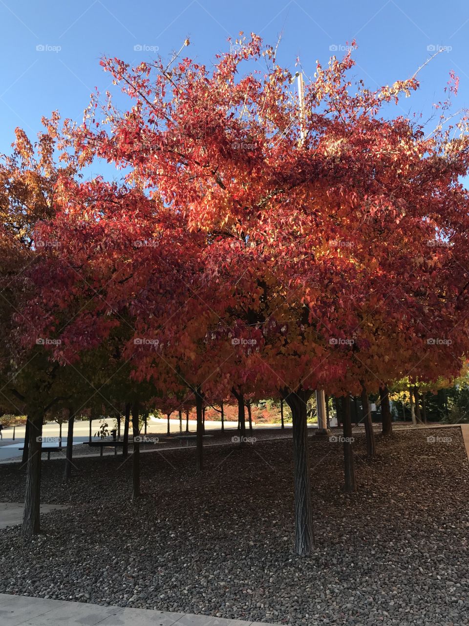 Darker autumnal photograph of a university campus through a small section of brightly colored trees
