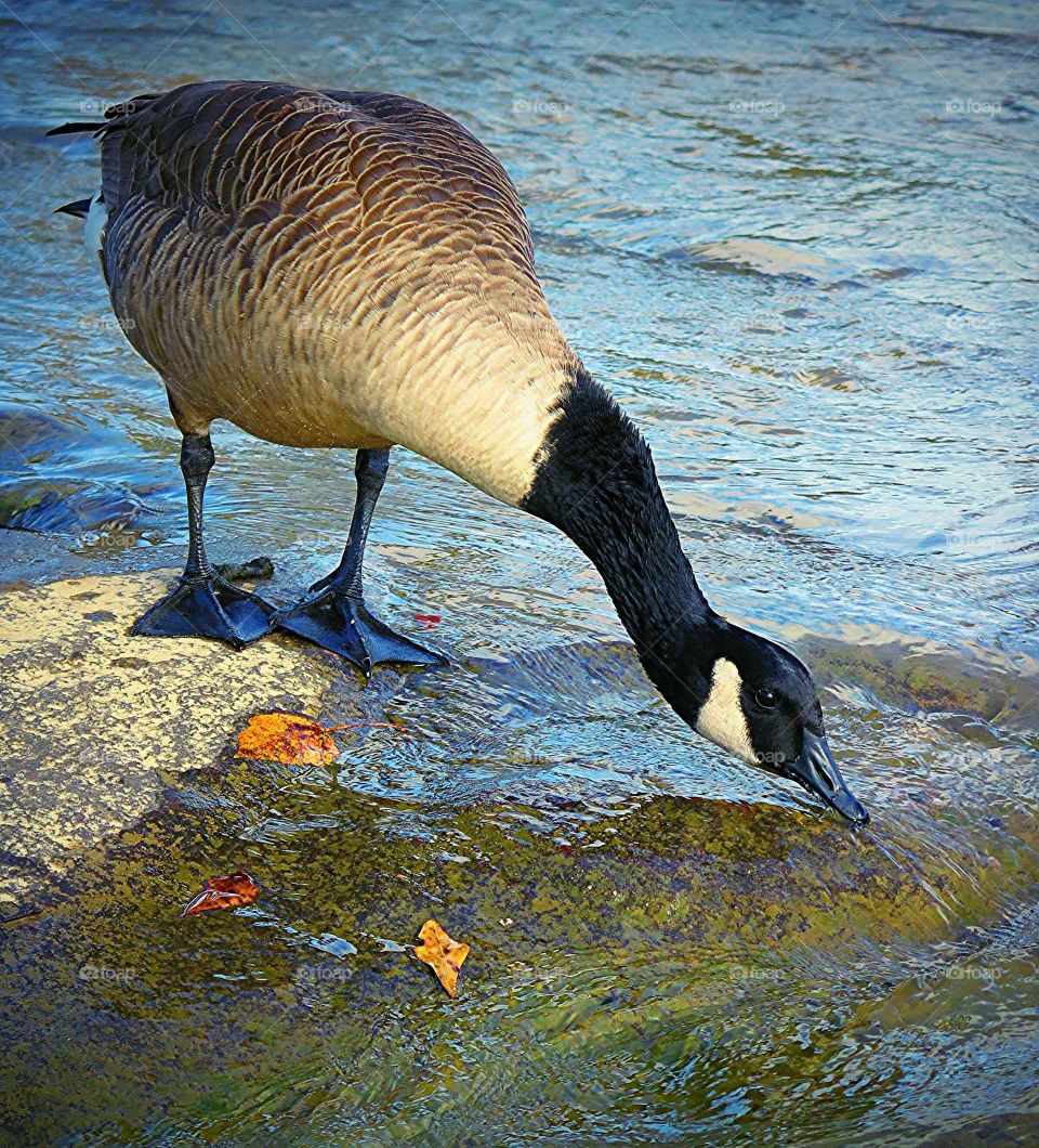 A Canadian goose drinking from a stream
