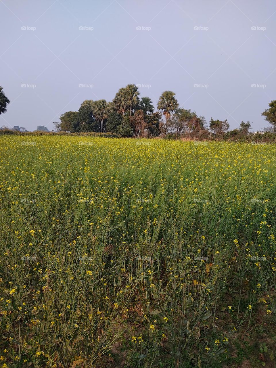beautiful mustard fields.