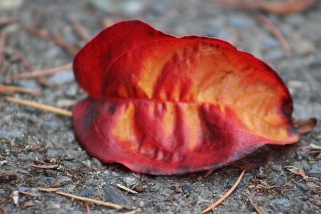 fall fire
