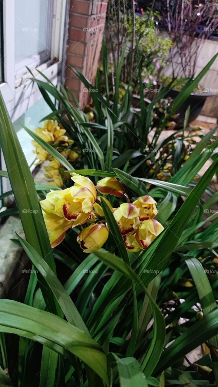 Cymbidium yellow
