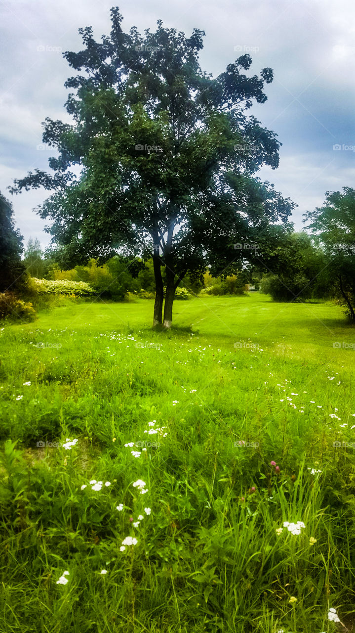 lonely tree in the meadow