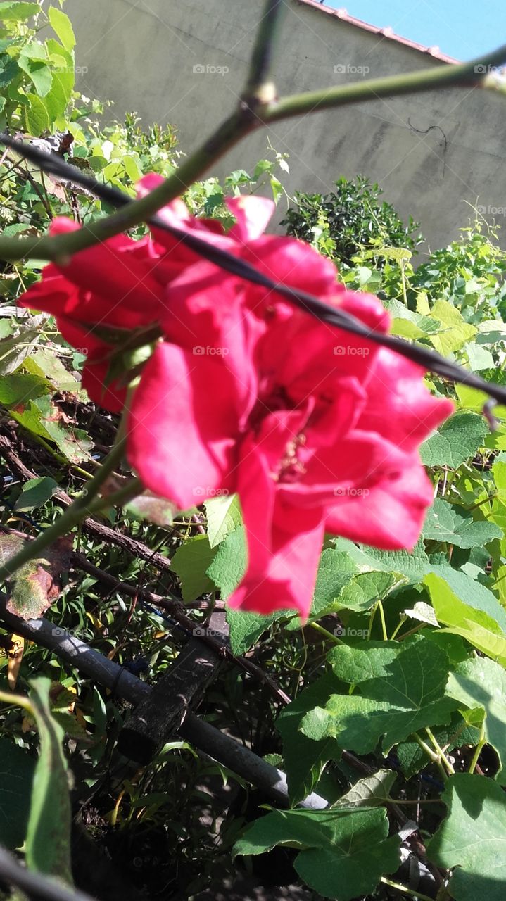 rosa de de cor vermelha flor brasileira