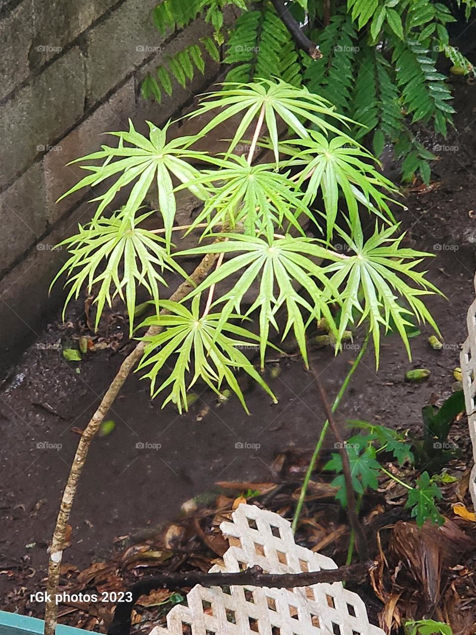 octagon leaves display