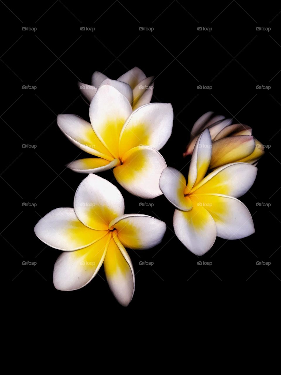 frangipani plumeria alba, black background